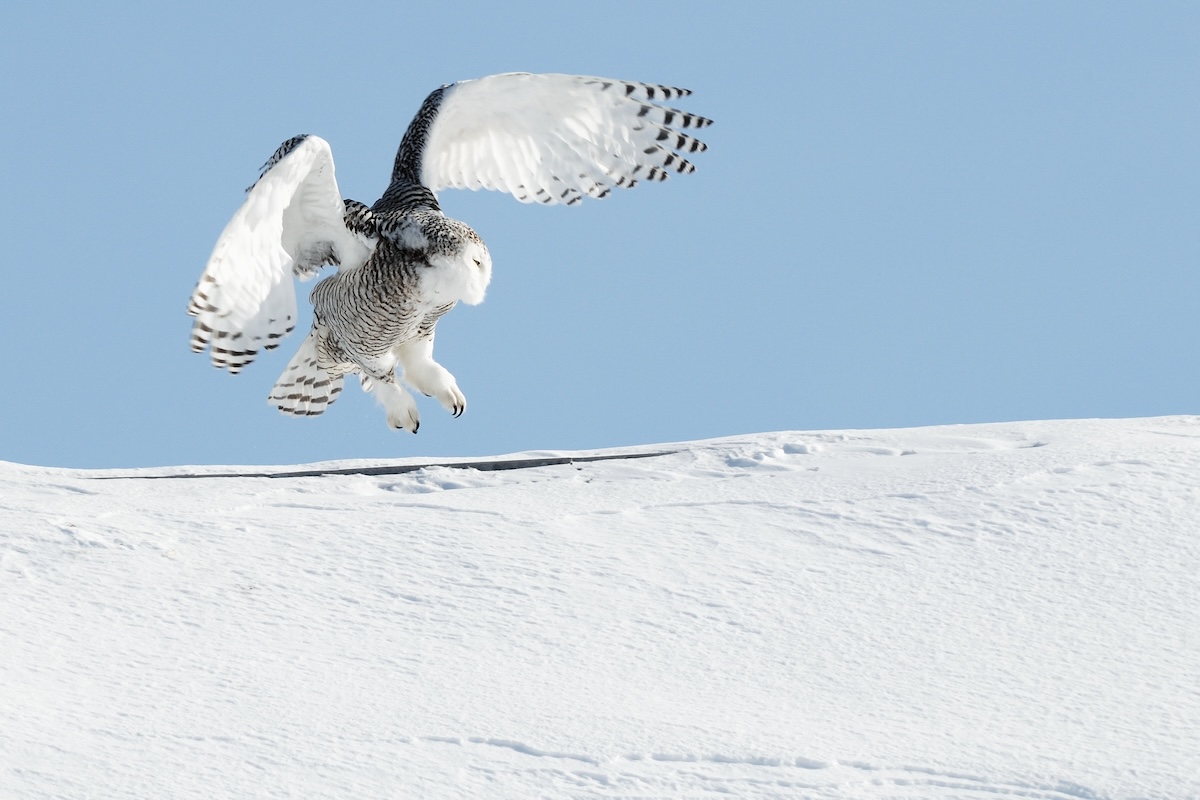 Snowy Owl in Flight © Bert de Tilly