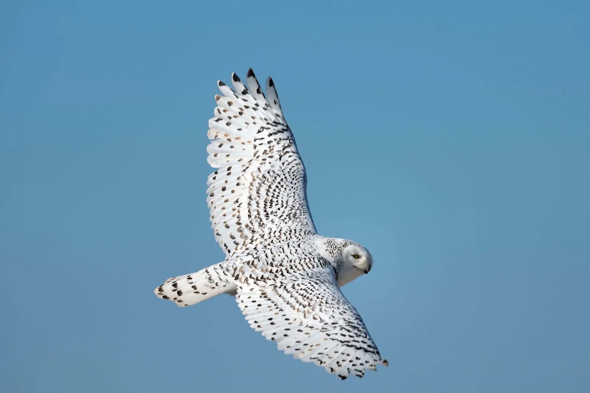 Snowy Owl on wing, Cupsogue Beach, NY, USA © Russ/Flickr.com https://www.flickr.com/photos/russ-w/
