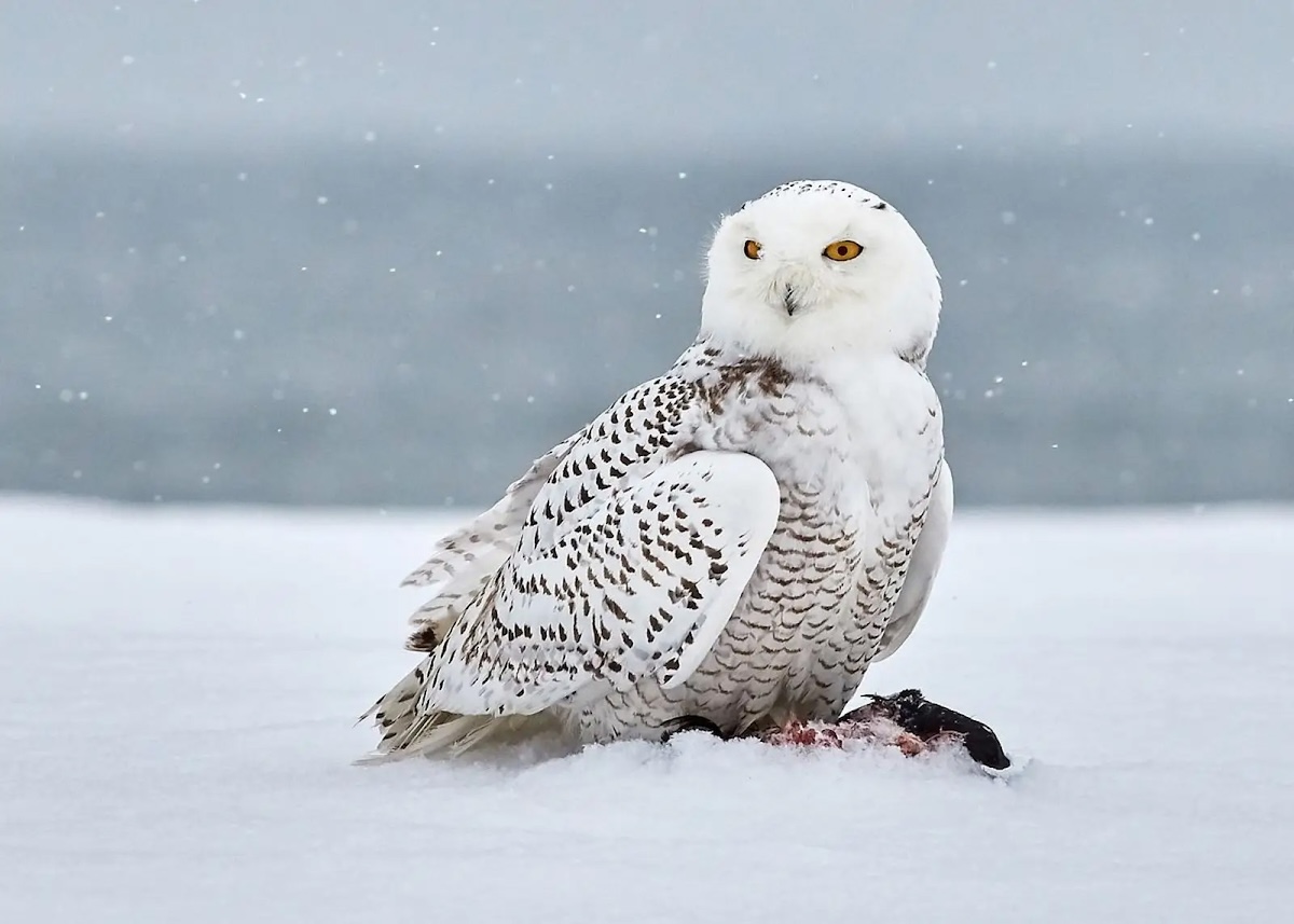 Snowy Owl, New Jersey, USA © Jongsun Lee