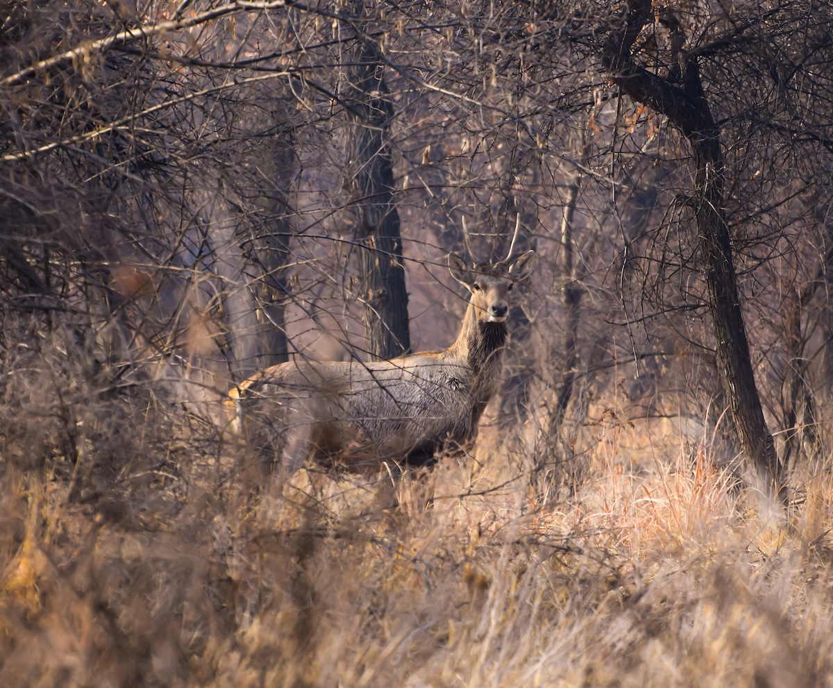 Bukhara Deer © N.Marmayinskaya