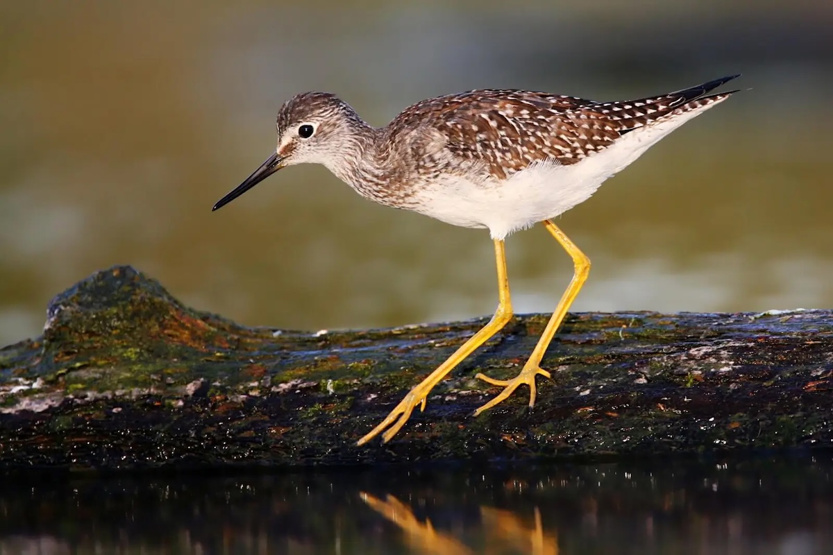 Lesser Yellowlegs © Wwcsig (CC-BY-SA-3.0)