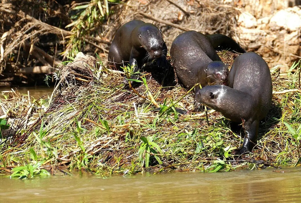 Giant Otter family, Cuiaba River, Mato Grosso, Brazil © Bernard Dupont from France