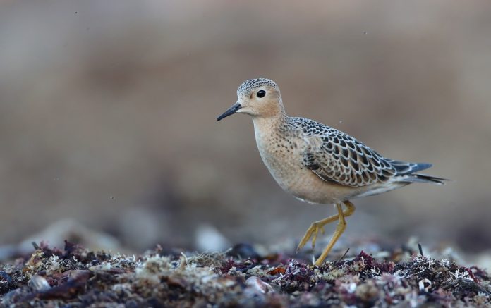 Buff-breasted Sandpiper - Credit © Luke Seitz _ Cornell Lab of Ornithology Buff-breasted Sandpiper - Credit © Luke Seitz | Cornell Lab of Ornithology.jpg