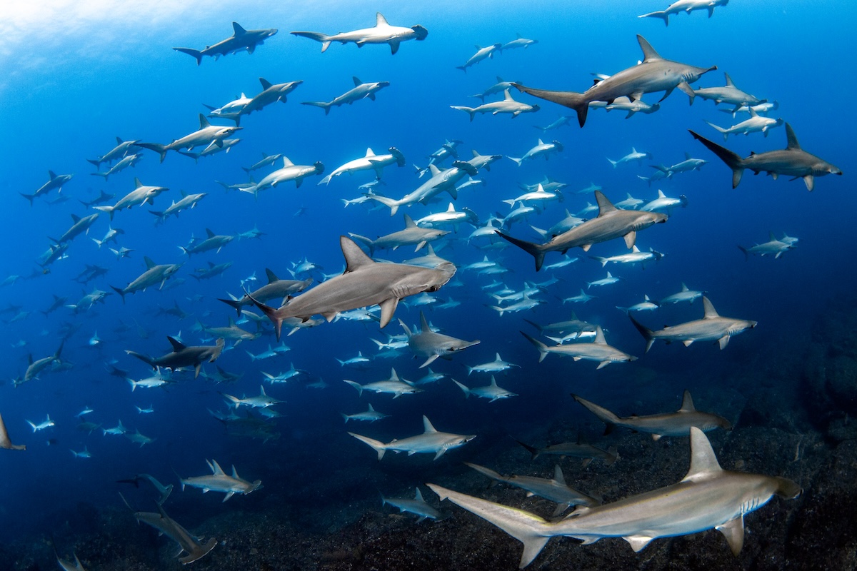 School of Hammerhead sharks, Mikimoto, Japan © Masayuki Agawa / Ocean Image Bank