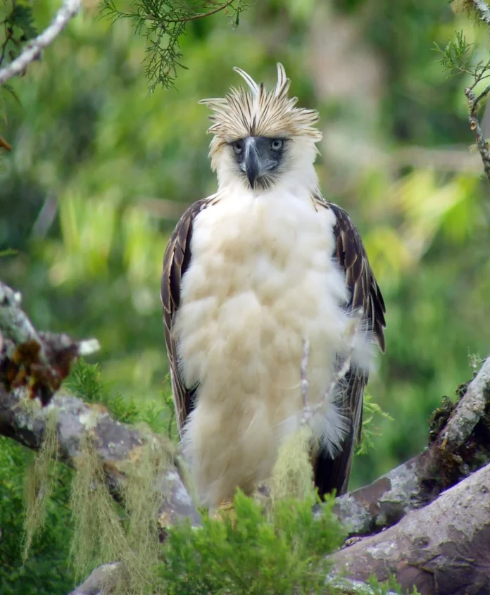 Philippine-Eagle-Bukidnon-Philippines-c-Nigel-Voaden-Flickr.com_-Terathopius-scaled Critically Endangered Philippine Eagle © Nigel Voaden.