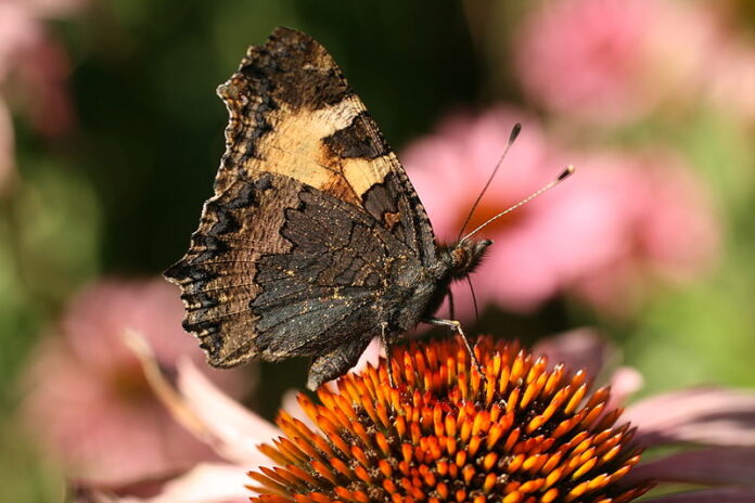 Aglais-urticae-Korall