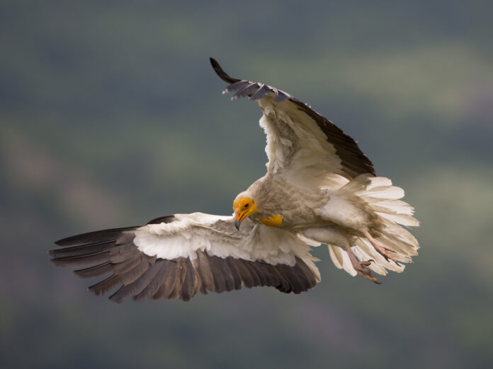 Egyptian-Vulture-New-LIFE-1-1-1