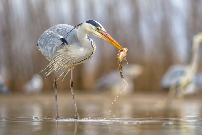 Grey,Heron,(ardea,Cinerea),Catching,Black,Bullhead,Fish,At,Lake