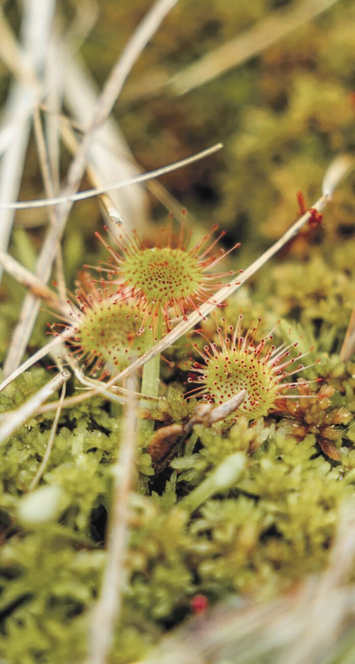 6 Sundew Exkursion_Moor_Mettilimoos_Finsterwald_Entlebuch_Yannick Röösli (48)