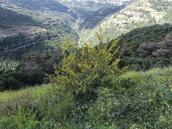 Beirut River